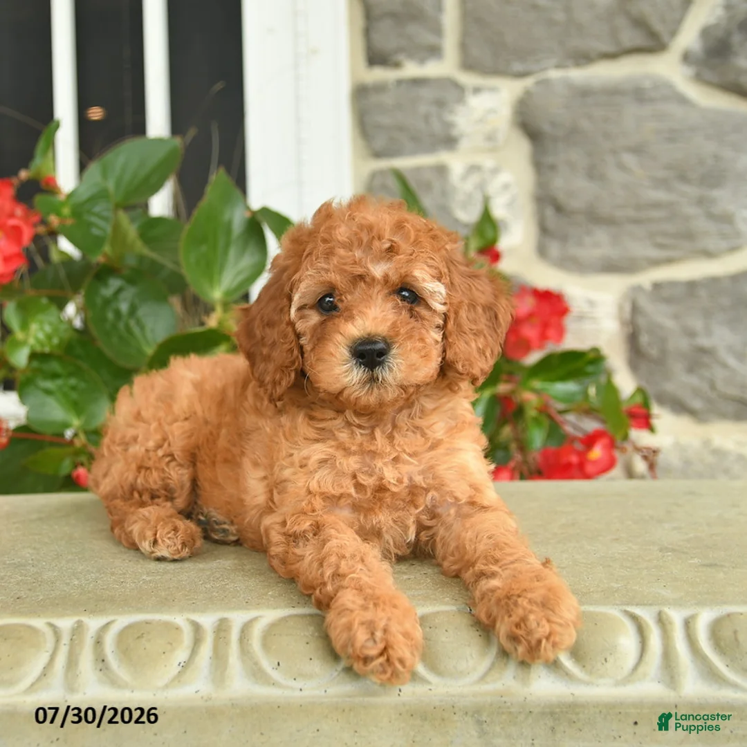 Miniature Poodle dogs for sale: Heather  - Ad 1