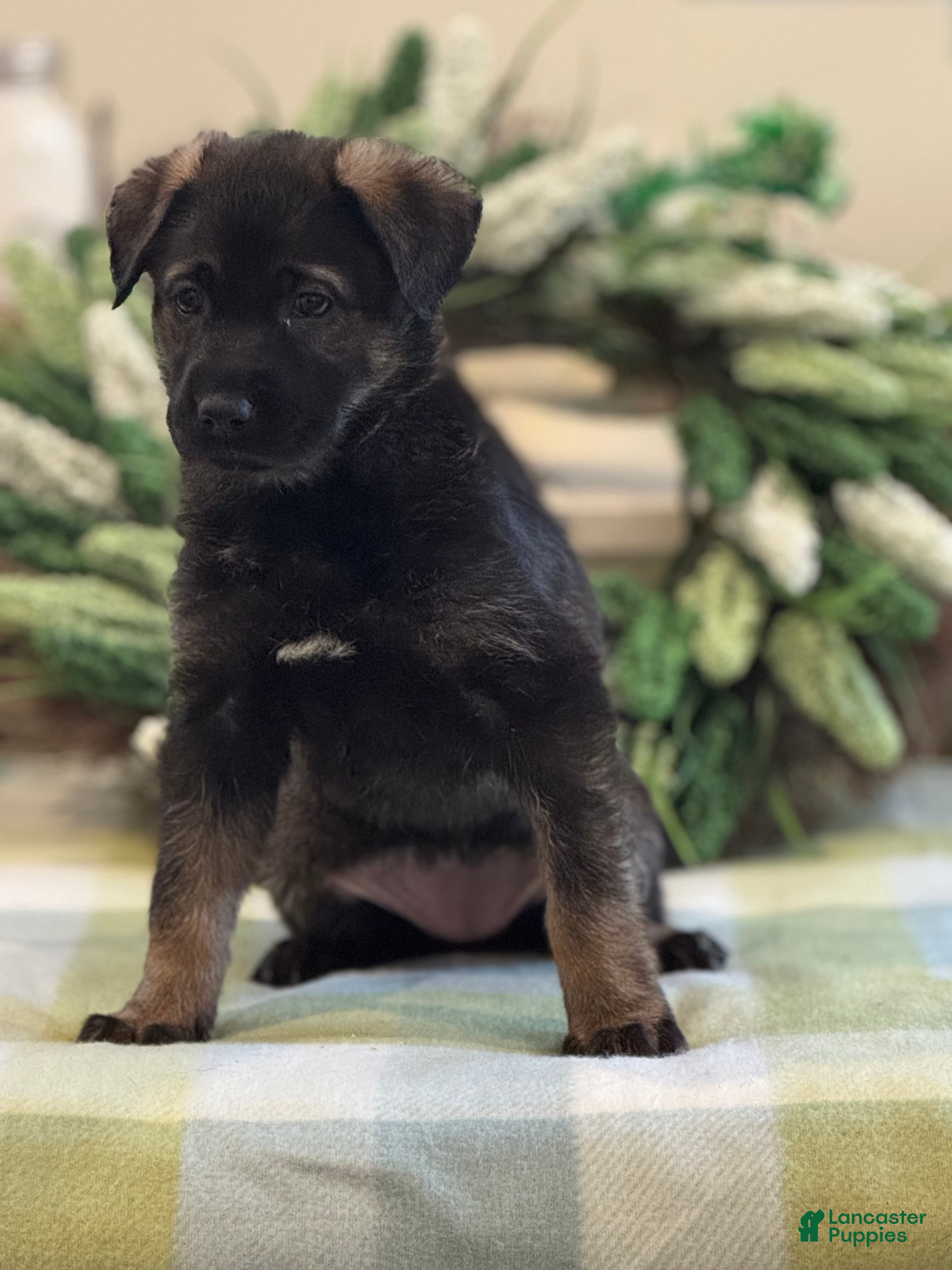 Mixed Breed dogs for sale: Firefly's Comfort - Ad 2