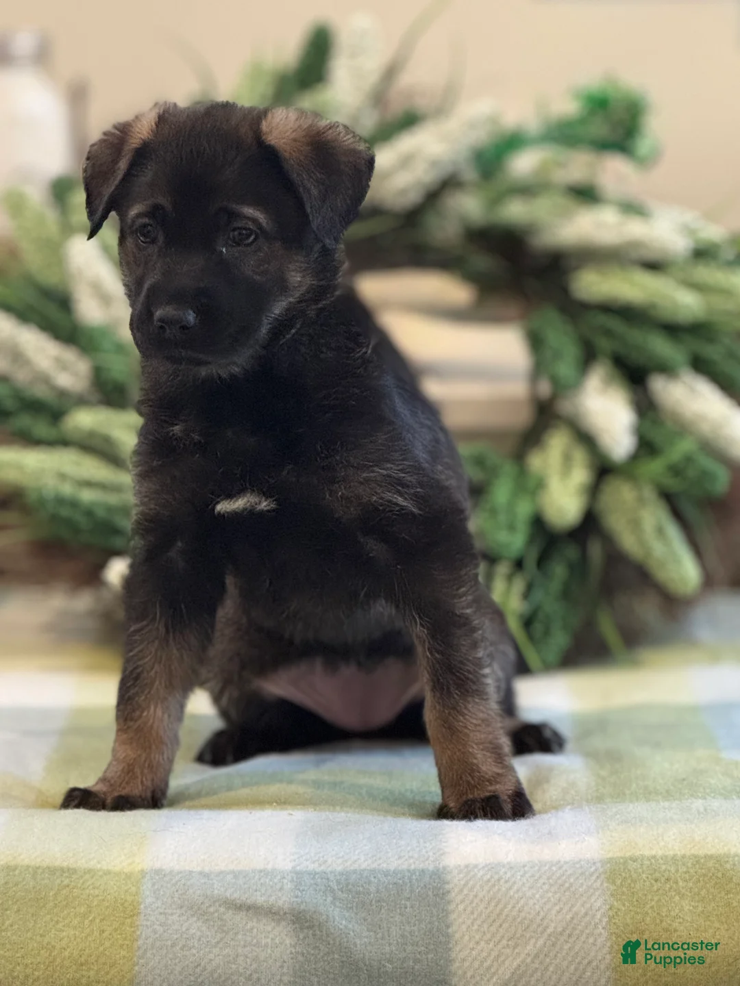 Mixed Breed dogs for sale: Firefly's Comfort - Ad 1