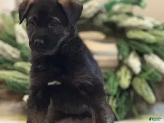 Mixed Breed dogs for sale: Firefly's Comfort - Ad 2