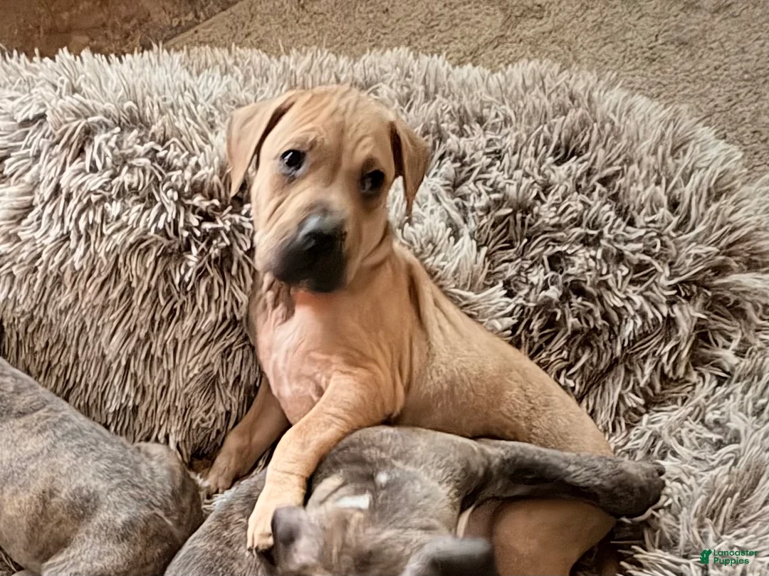 Mixed Breed dogs for sale: Smurf - Ad 1