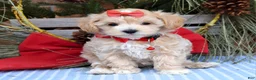 Maltipoo dogs for sale: Missy - Ad 14