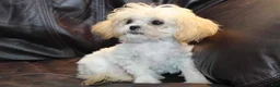 Shihpoo dogs for sale: Super Tiny Petey - Ad 5