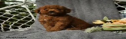 Goldendoodle dogs for sale: Harky - Ad 1
