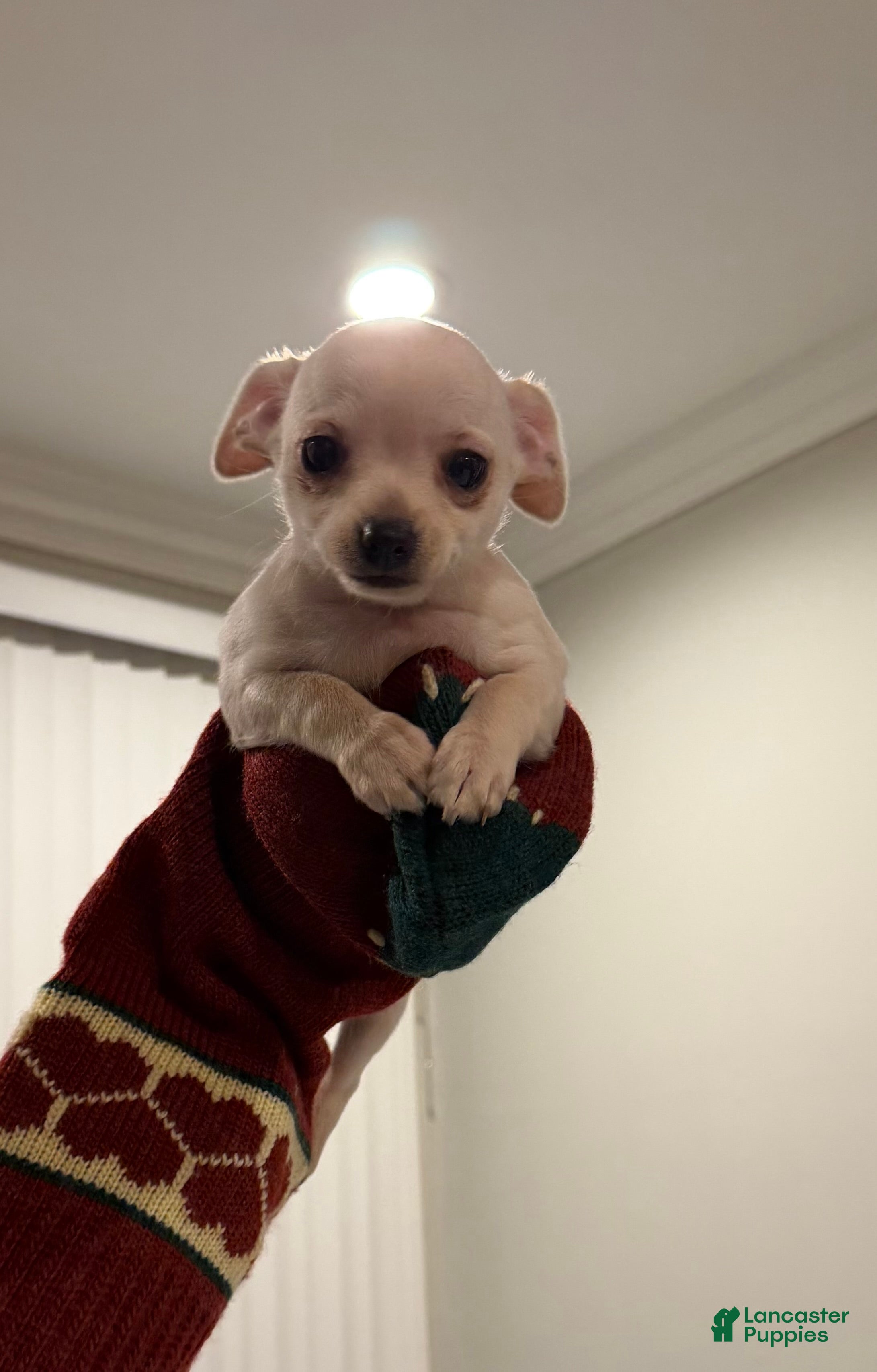 Chihuahua dogs Chihuahua Puppy 3 - Ad 12