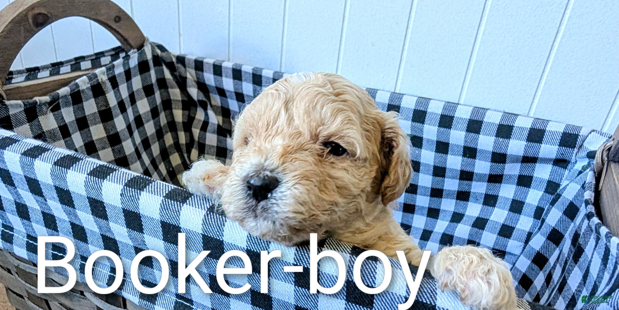 Bichpoo dogs Booker - Ad 1
