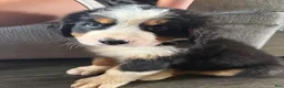 Bernese Mountain Dog dogs for sale: CamoGreen - Ad 17