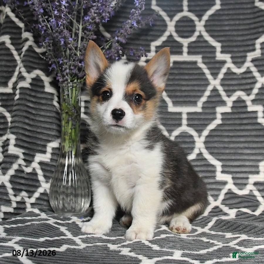 Welsh Corgi Pembroke dogs Cheif - Ad 2