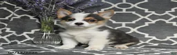 Welsh Corgi Pembroke dogs for sale: Cheif - Ad 2
