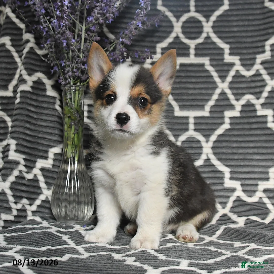 Welsh Corgi Pembroke dogs for sale: Cheif - Ad 2