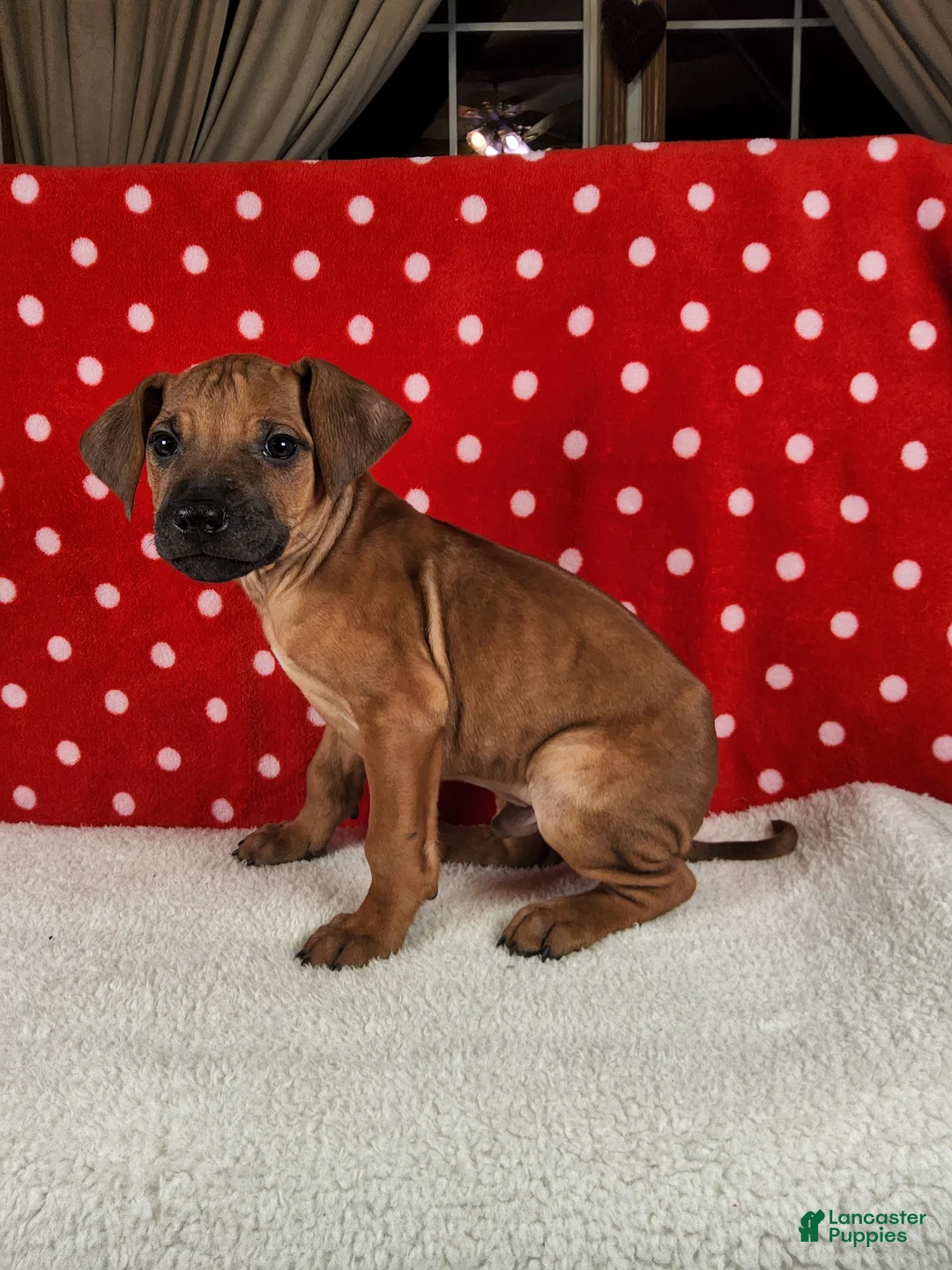 Rhodesian Ridgeback dogs for sale: Rocco - Ad 4