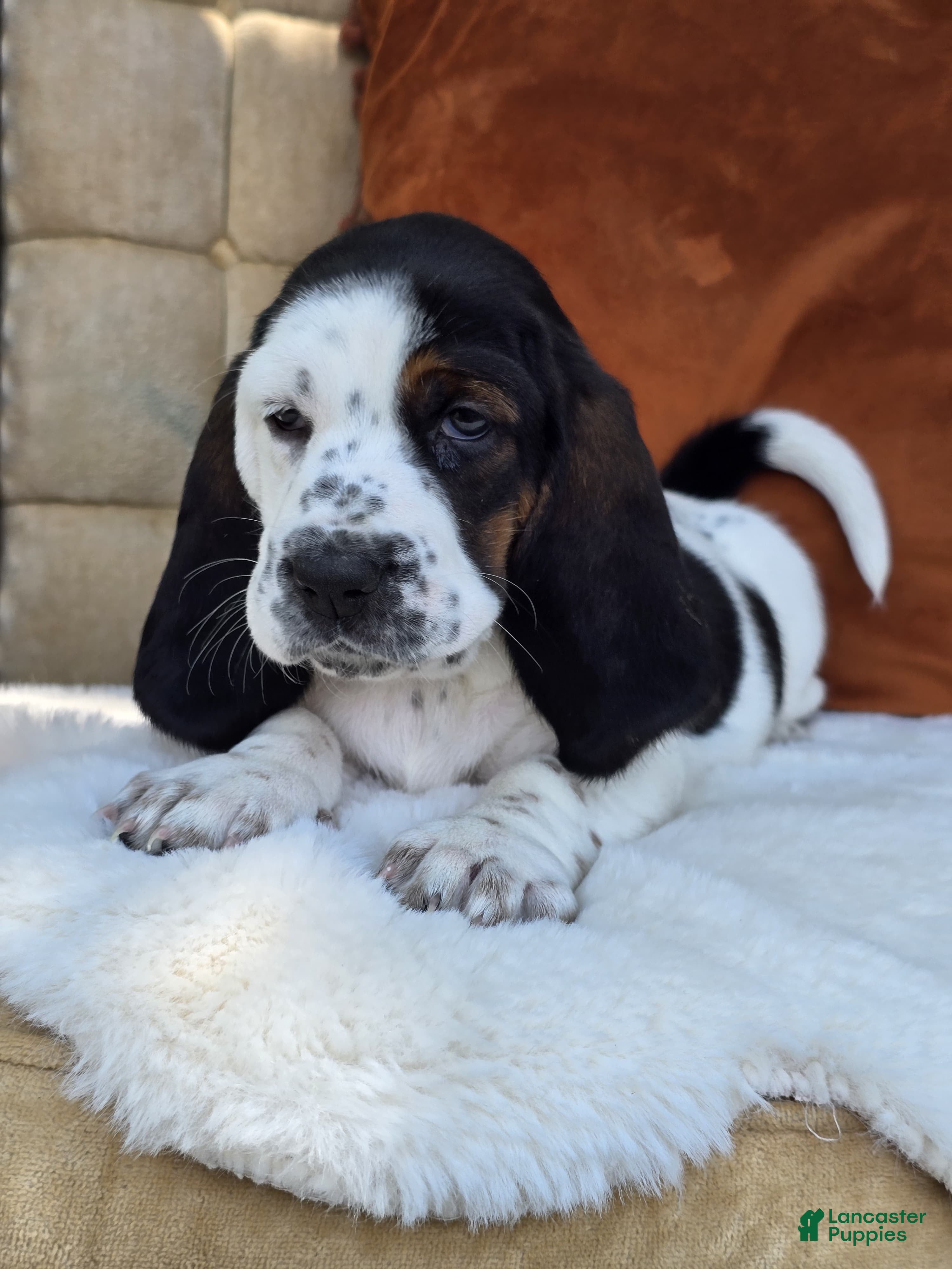 Basset Hound dogs Zinnia - Ad 1