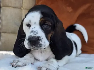 Basset Hound dogs for sale: Zinnia - Ad 1