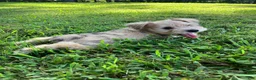 Miniature Schnauzer dogs for sale: Zoey - Ad 15