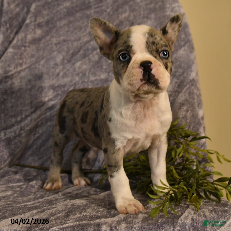 Boston Terrier dogs Diego  - Ad 1