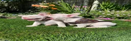 French Bulldog dogs for sale: Merley Frenchie Pups  - Ad 3