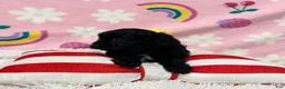 Cavapoo dogs for sale: Sophie - Ad 6