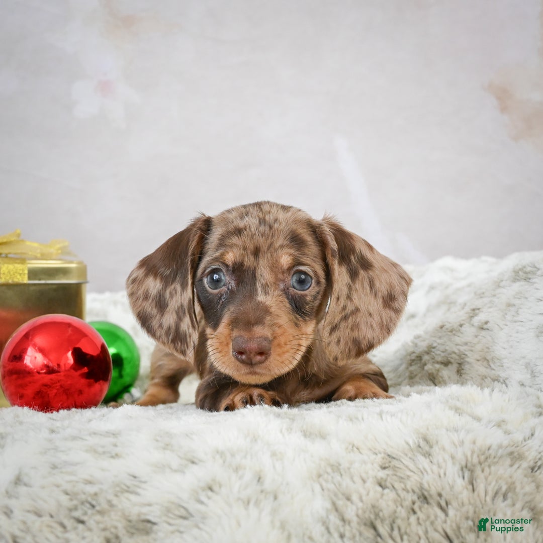 Miniature Dachshund dogs for sale: Miles - Ad 10