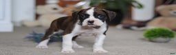 Boxer dogs for sale: Bruce - Ad 1
