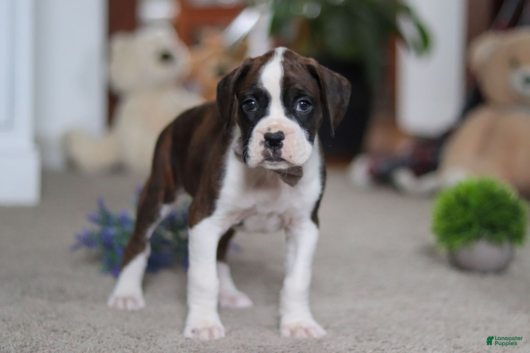 Boxer dogs for sale: Bruce - Ad 1
