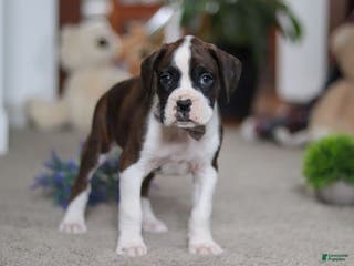 Boxer dogs for sale: Bruce - Ad 4