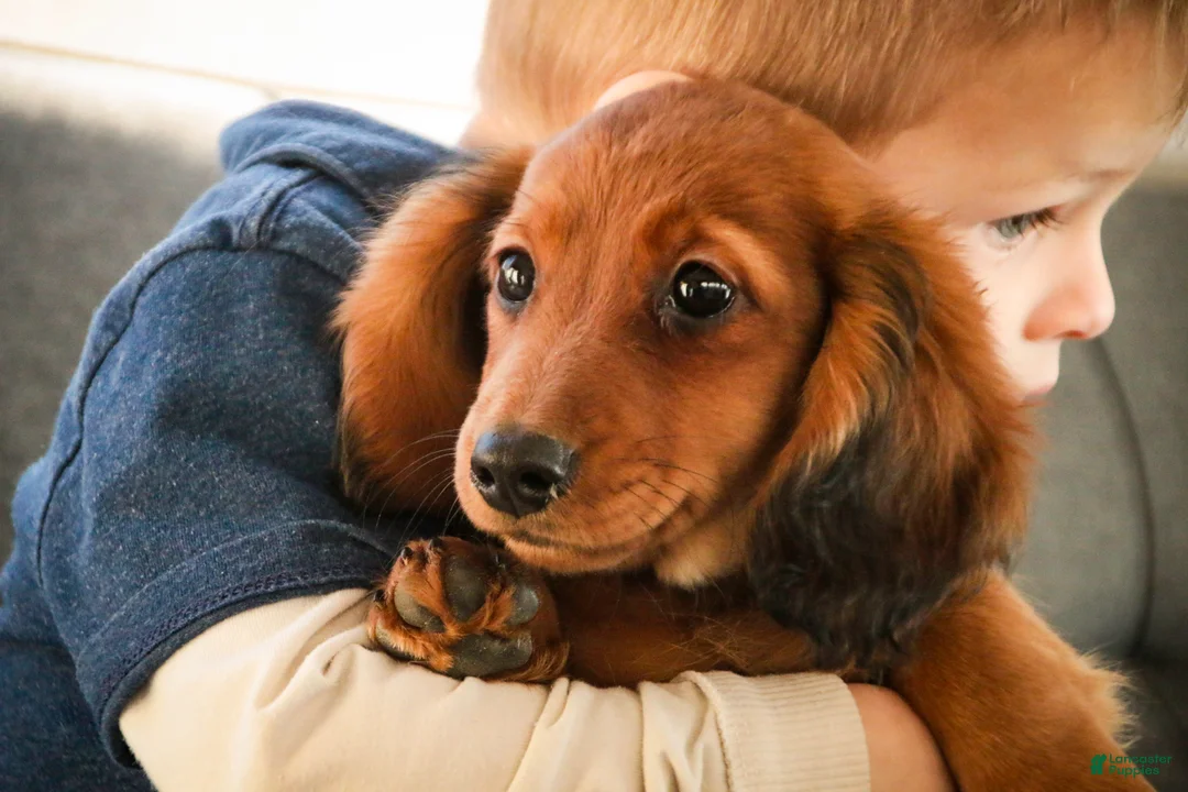 Miniature Dachshund dogs for sale: Tinsel - Ad 6