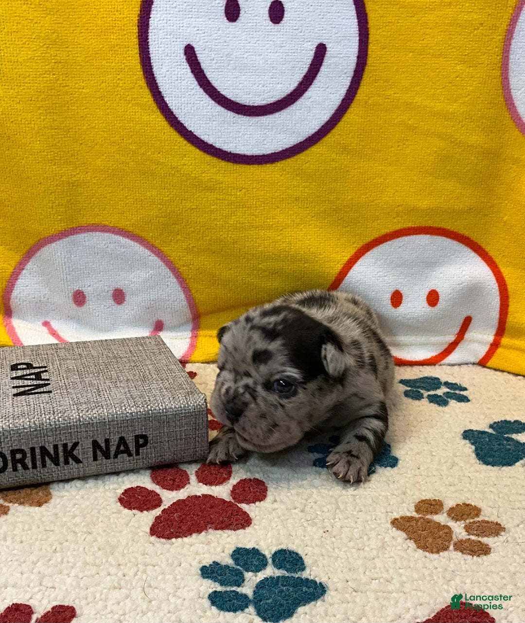 French Bulldog dogs for sale: Shell - Ad 25