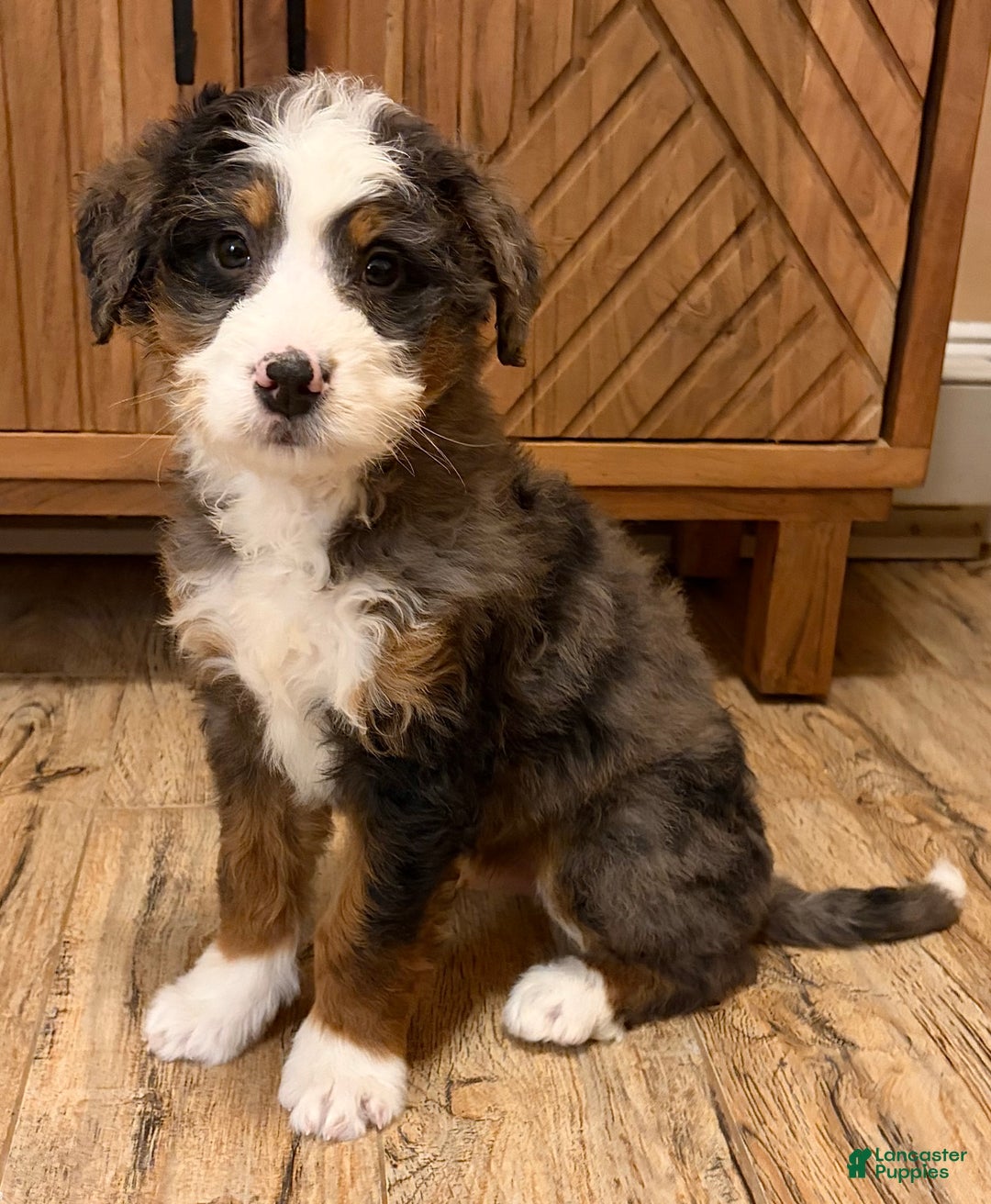 Mini Bernedoodle dogs for sale: 💚 IN BOSTON MASSACHUSETTS AREA 💚 BLUE MERLE TRI COLOR BOY 💚 MINI BERNEDOODLE 💚 - Ad 6