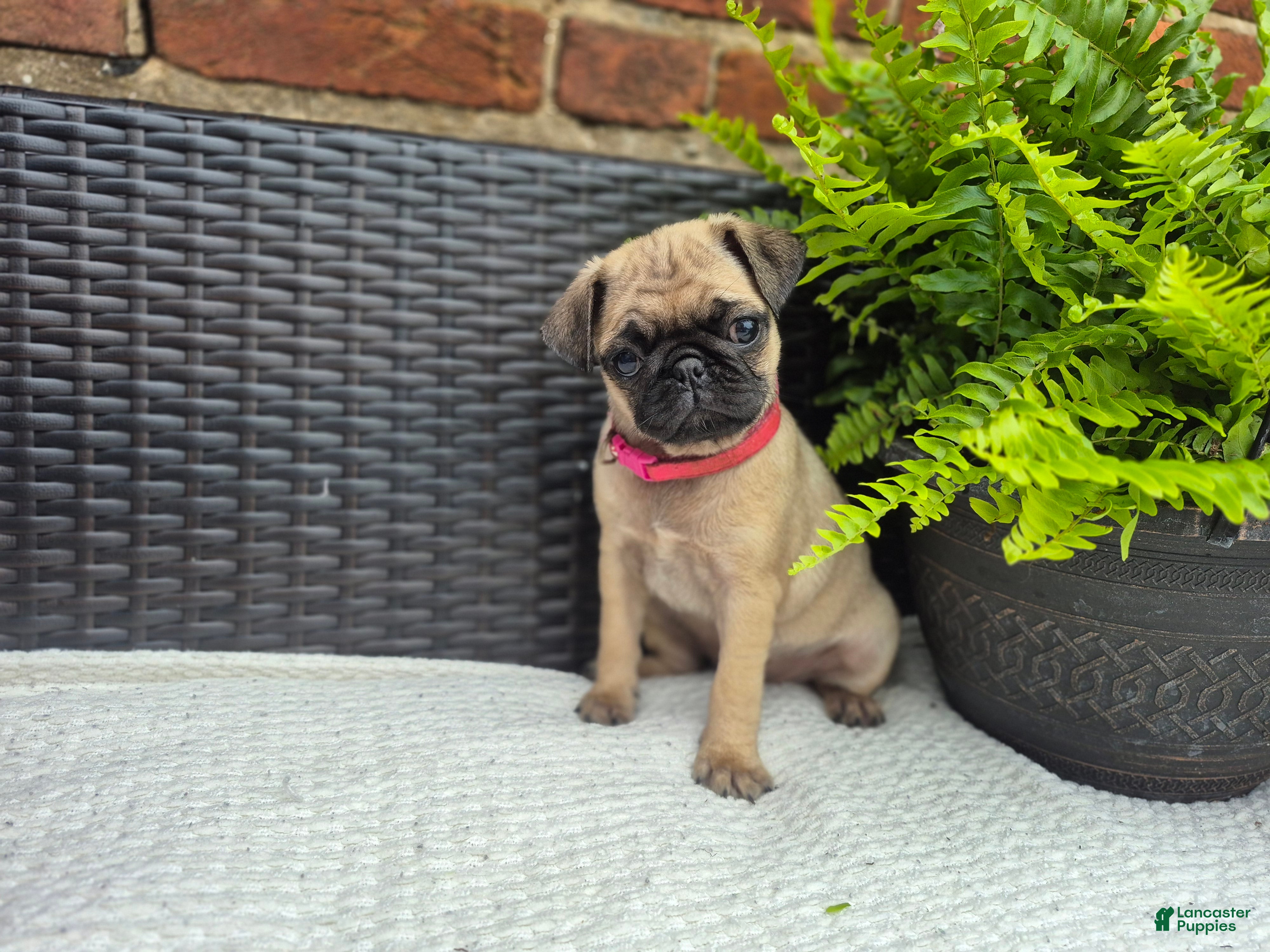 Pug dogs Daisy - Ad 1