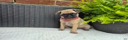 Pug dogs for sale: Daisy - Ad 1