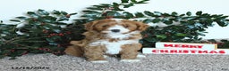 Mini Goldendoodle dogs for sale: Koda - Ad 2