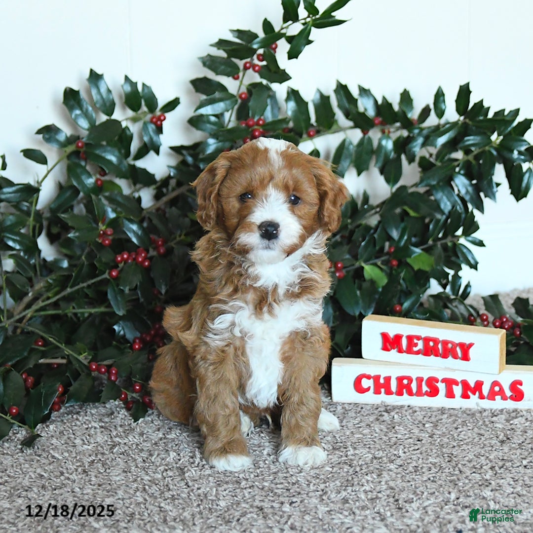 Mini Goldendoodle dogs for sale: Koda - Ad 2