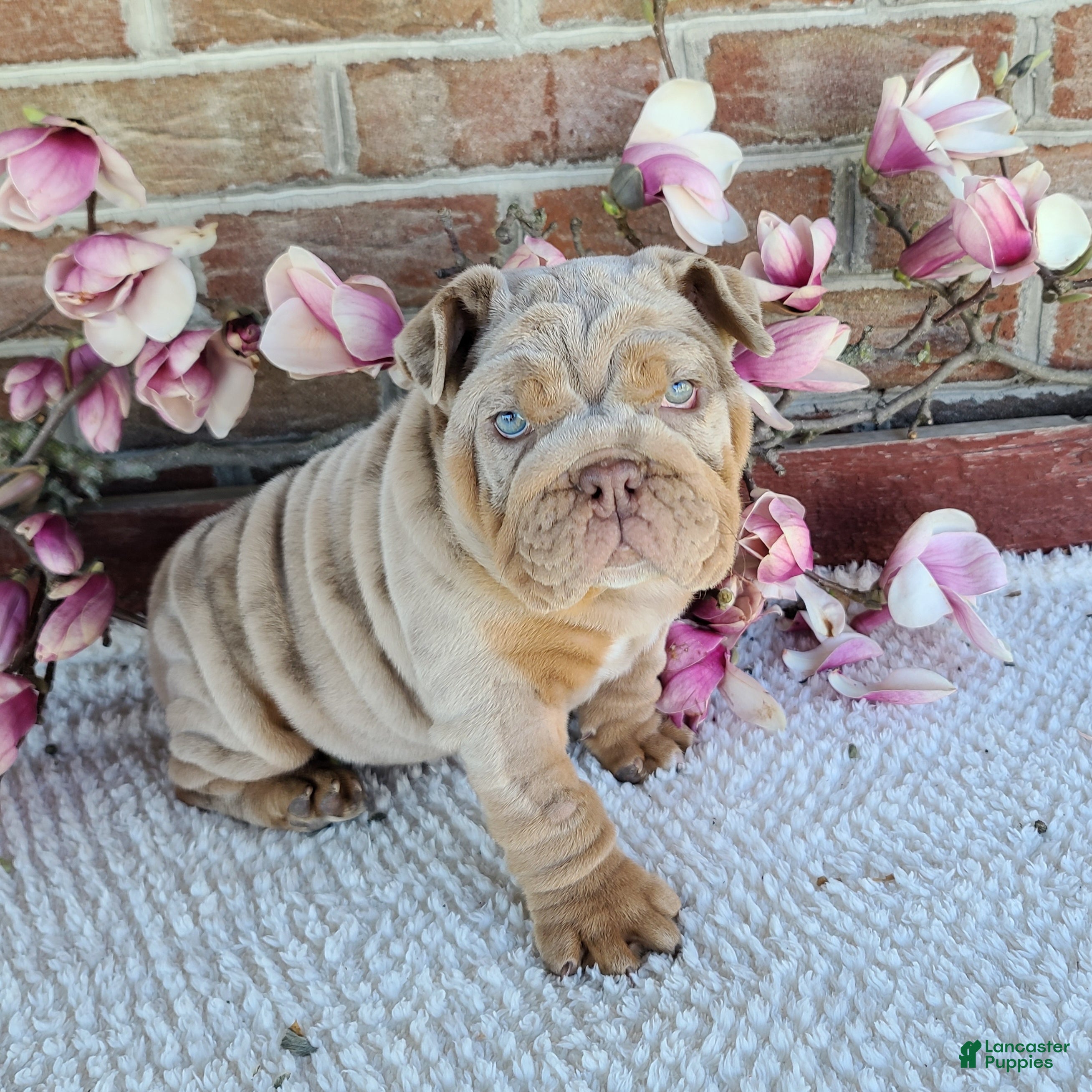 English Bulldog dogs Taffy - Ad 1