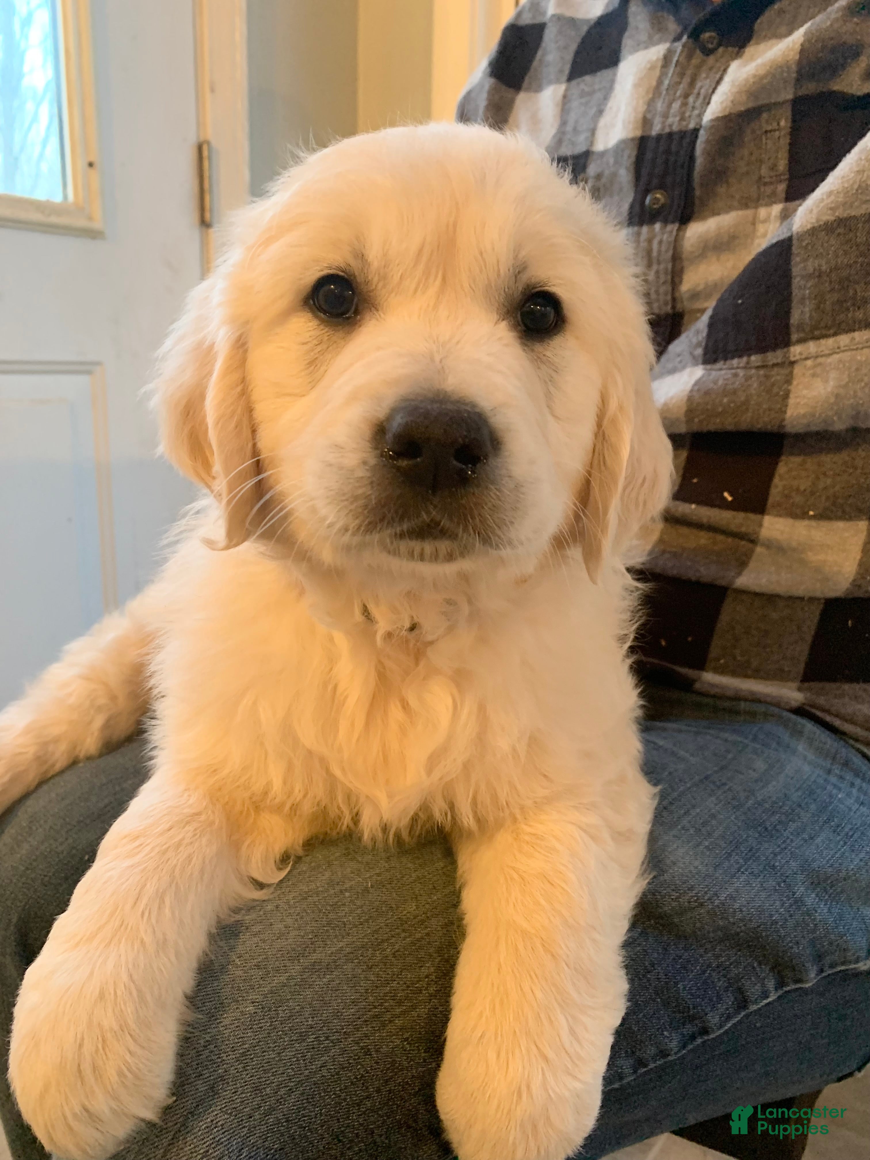 Golden Retriever dogs Jasper - Ad 1