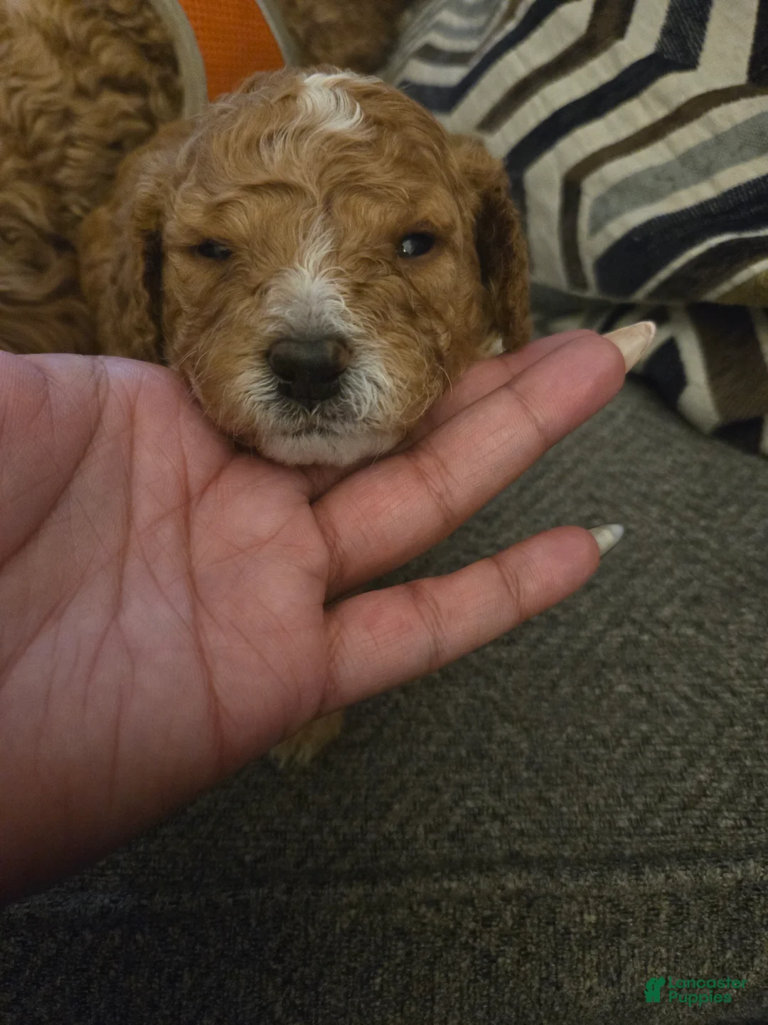 Cavapoo dogs for sale:  Royal (Puppy 1) - Ad 1