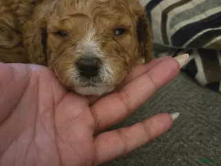 Cavapoo dogs Royal (Puppy 1) - Ad 42