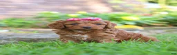 Cockapoo dogs for sale: Magnolia - Ad 6