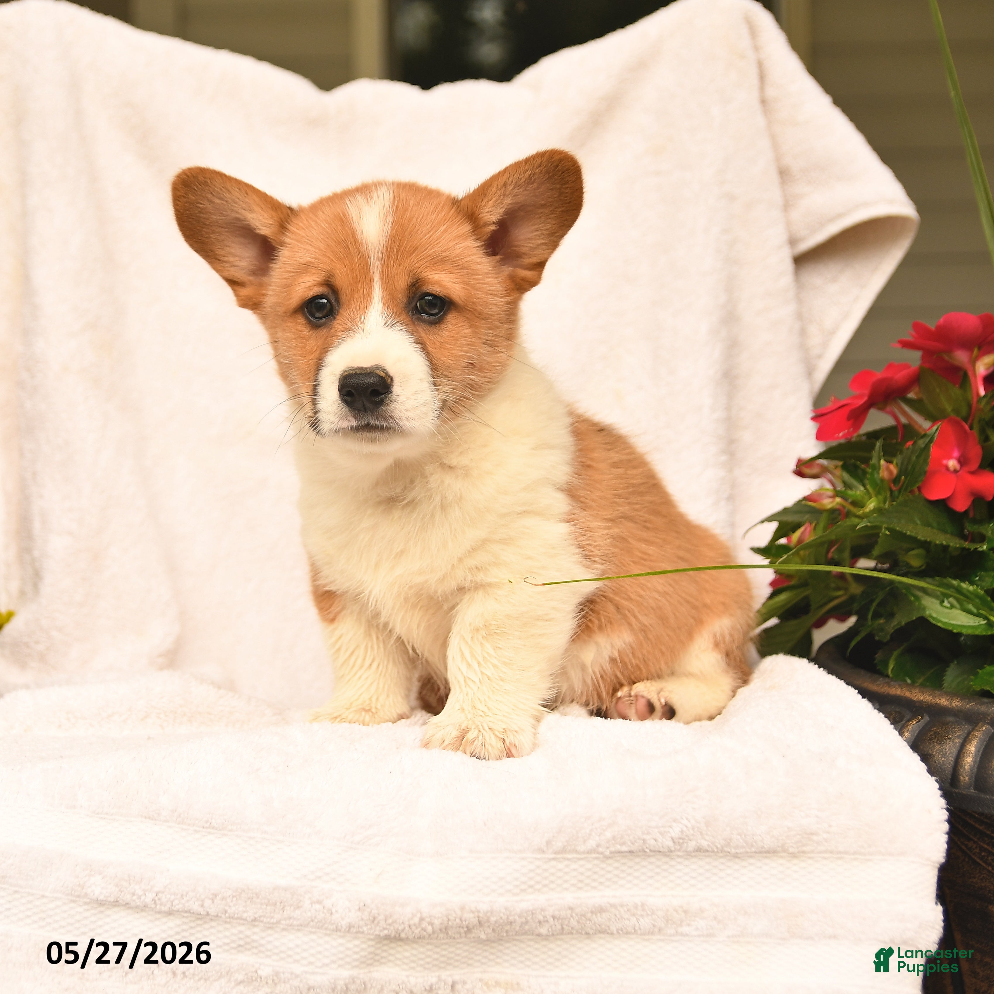 Welsh Corgi Pembroke dogs for sale: Richard - Ad 3