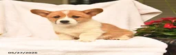 Welsh Corgi Pembroke dogs for sale: Richard - Ad 1