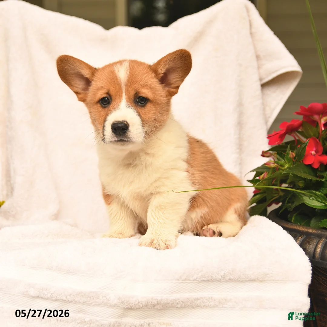 Welsh Corgi Pembroke dogs for sale: Richard - Ad 1
