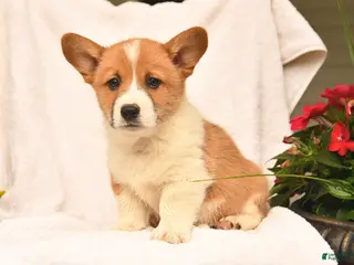 Welsh Corgi Pembroke dogs for sale: Richard - Ad 3