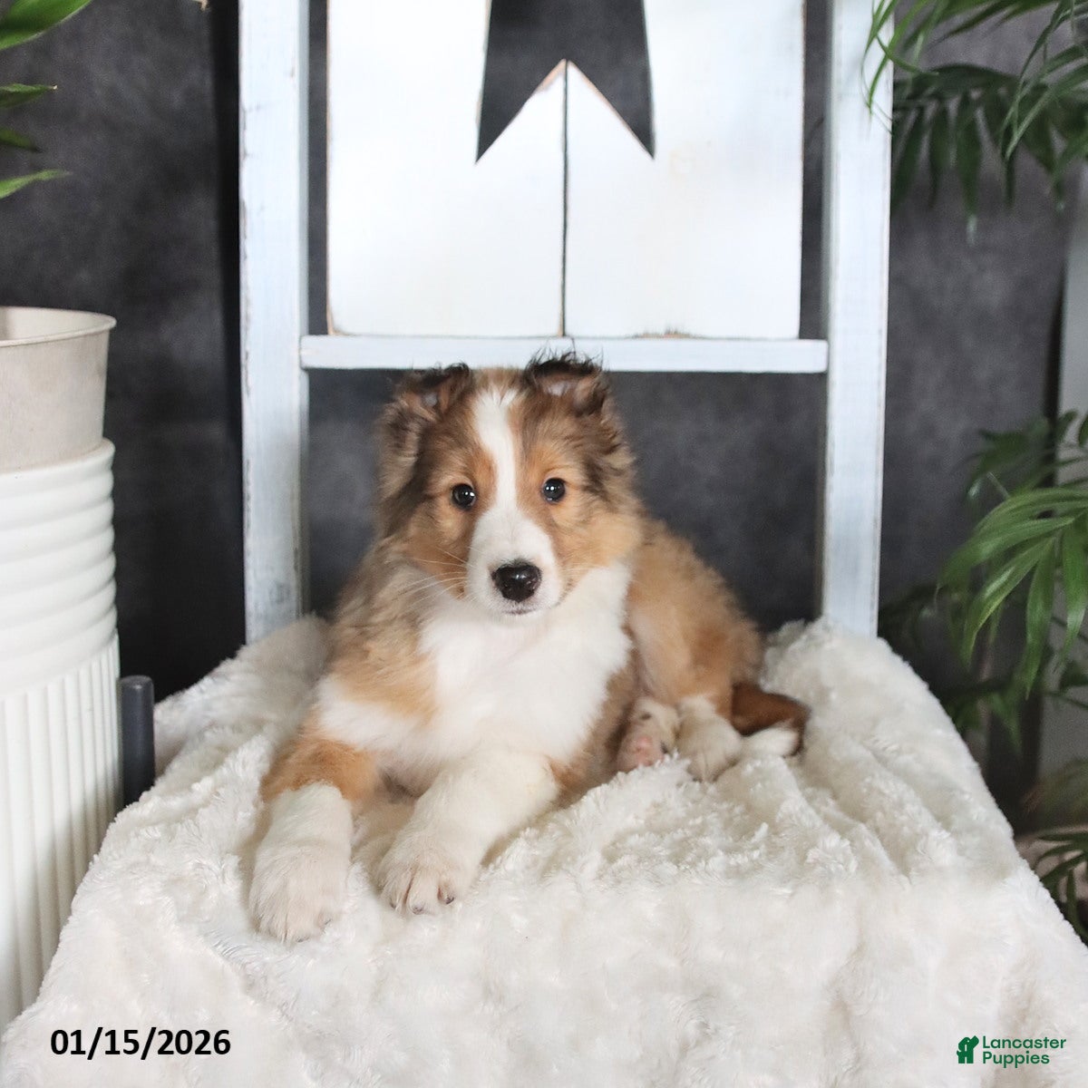 Shetland Sheepdog dogs for sale: Clyde - Ad 3