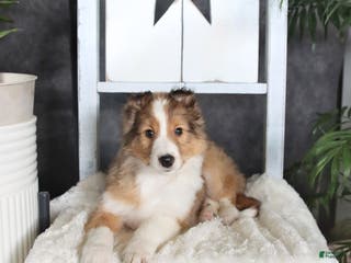 Shetland Sheepdog dogs for sale: Clyde - Ad 3