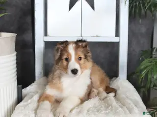 Shetland Sheepdog dogs Clyde - Ad 15