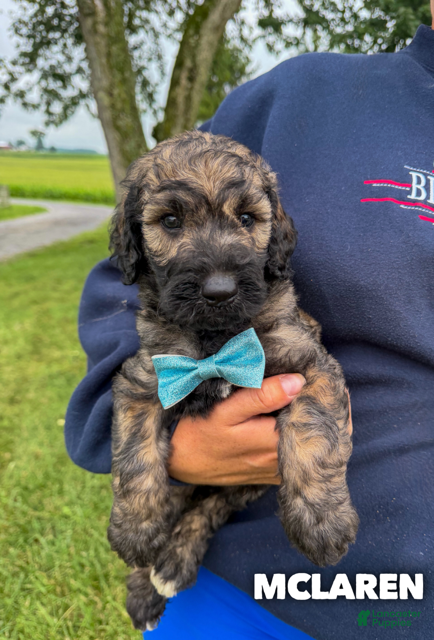 Goldendoodle dogs McLaren - Standard F1b - Ad 41
