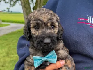 Goldendoodle dogs McLaren - Standard F1b - Ad 29