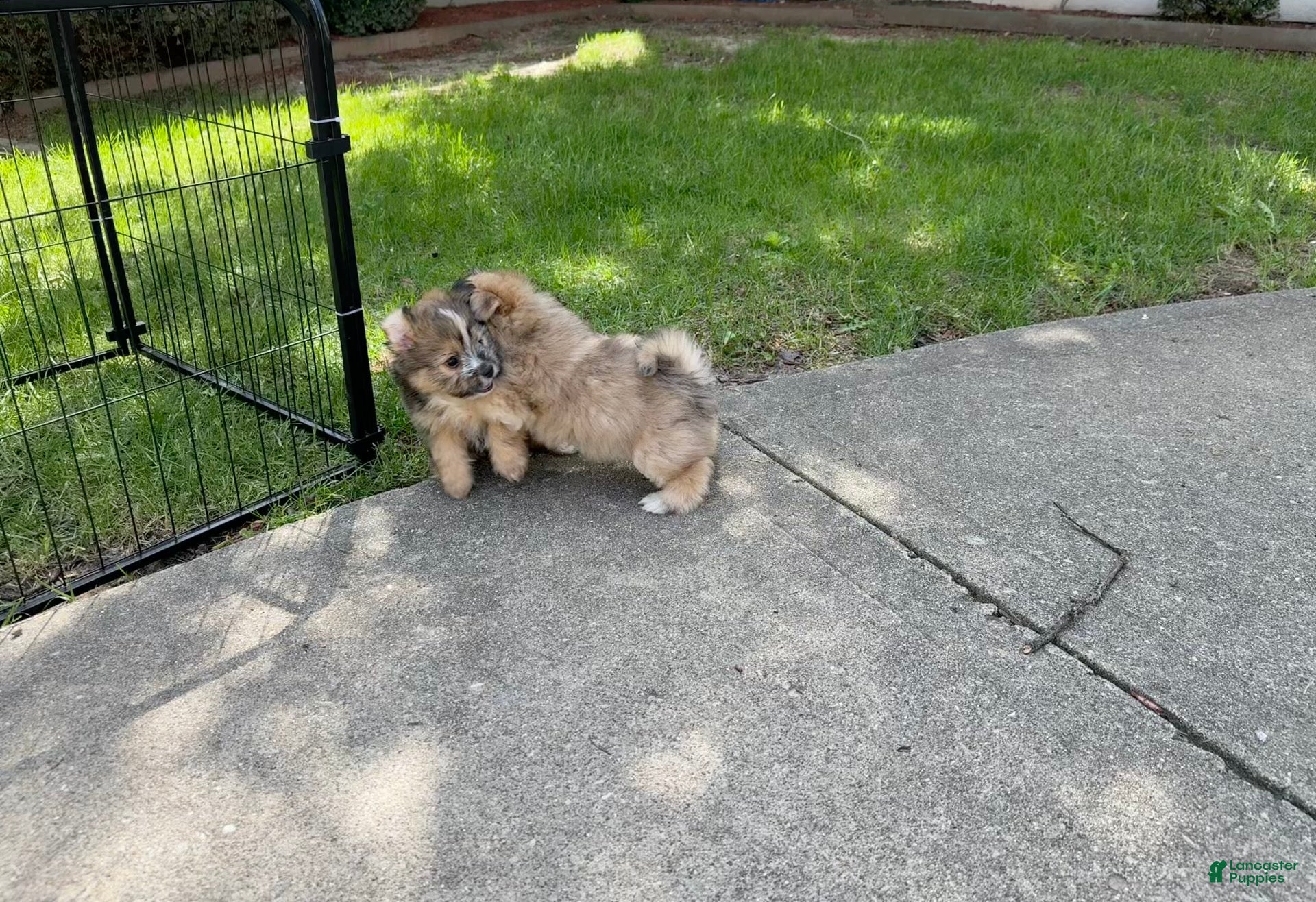 Mixed Breed dogs for sale: Biscuit - Ad 2
