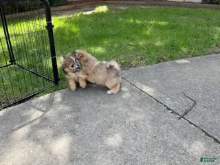 Mixed Breed dogs Biscuit - Ad 28