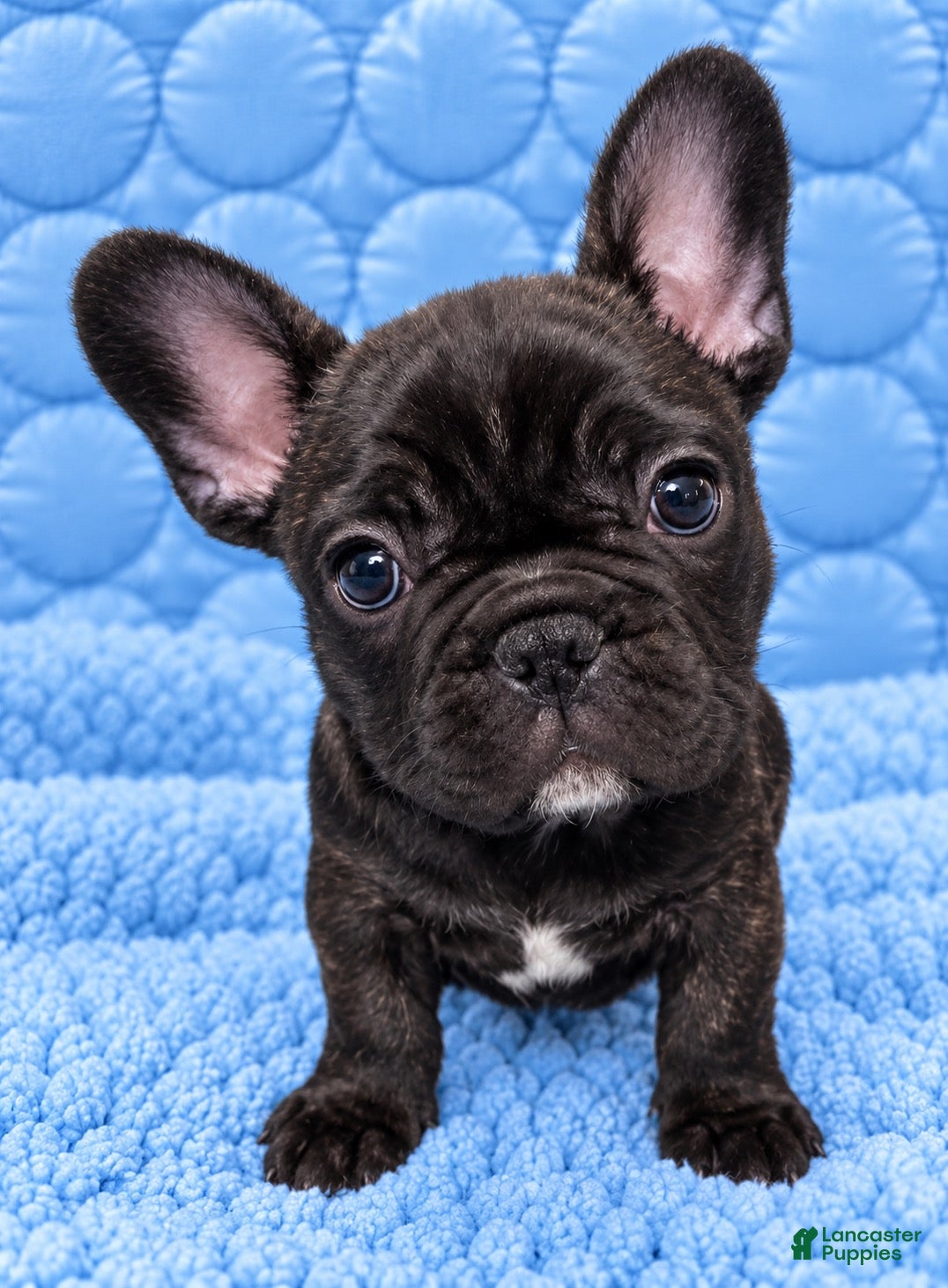 French Bulldog dogs French Bulldog 1 - Ad 1