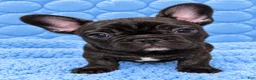 French Bulldog dogs for sale: French Bulldog 1 - Ad 1